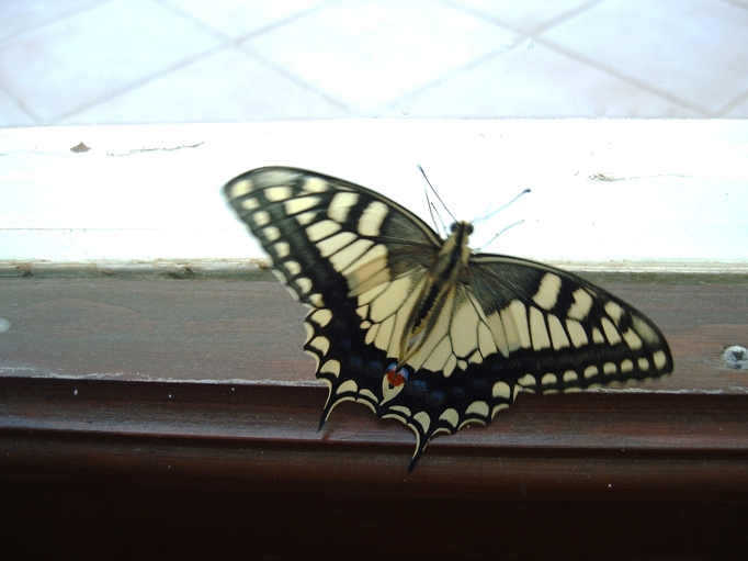 Istruzioni per allevare un Papilio machaon